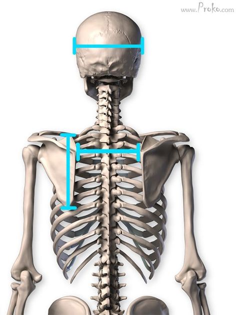 Clavicle And Scapula Anatomy, Scapula Reference, Scapula Anatomy, Skeleton Muscles, Shoulder Anatomy, Arm Anatomy, Human Skeleton Anatomy, Human Muscle Anatomy, Anatomy Bones