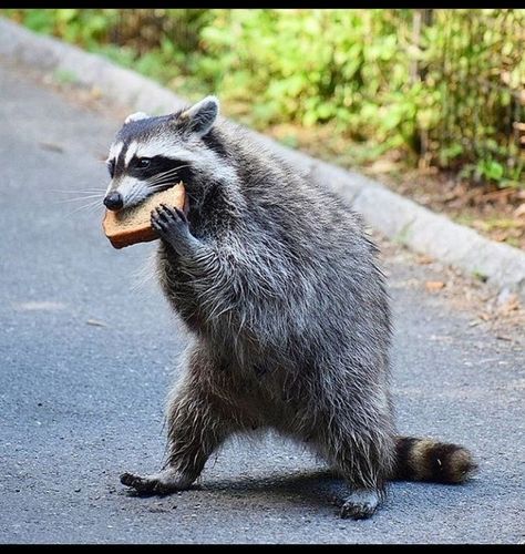 Pet Raccoon, Cute Raccoon, Raccoon Funny, Trash Panda, Silly Animals, Racoon, Cute Creatures, Animal Planet, Cute Little Animals