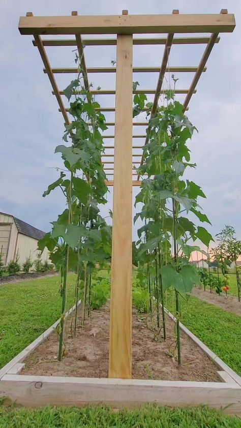 Garden Trellis Before And After Growing Vegetables Vertically I Love This Trellis #gardening #gardentrellis #homestead #beforeandafter #diyideas #diyhome #gardenideas | Kabsat Tomato Vertical Garden, Verticle Gardening Vegetables, Tomato Garden Trellis, Tomato Trellis Ideas, Diy Tomato Trellis, California Garden Design, Trellis Gardening, Cucumber Snack, Raised Garden Bed With Trellis