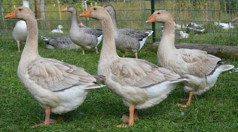 Farm Life, Ducks, Small Pets, Farm Animals, Animals And Pets, Animal Pictures, Garden Sculpture, Birds, Animals