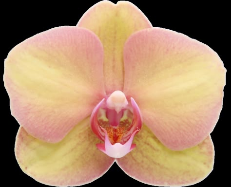 Orchid Png, Orchid Aesthetic, Yellow Orchid, Moth Orchid, Flower Icons, Pink Aura, Nothing But Flowers, Pink Orchids, Flower Therapy