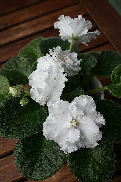 Mom always raised African violets when I was a little girl. Wish I had one... Tropical Africa, African Violets Plants, Violet Plant, Inside Plants, African Violet, Indoor Flowers, Unusual Plants, Violet Flower, White Gardens