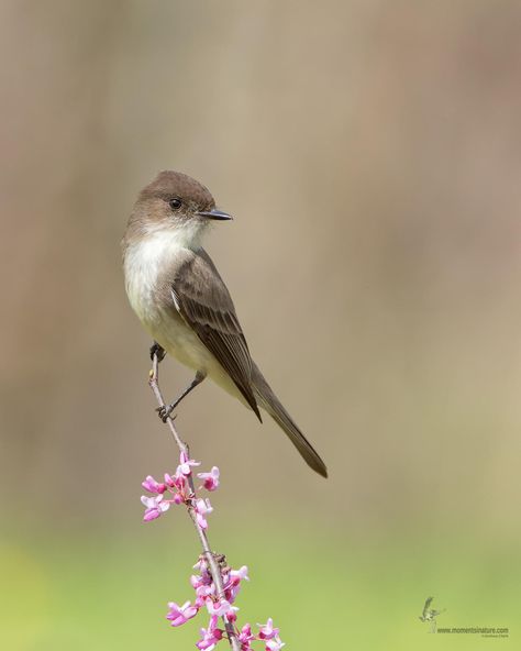 An Eastern Phoebe posing on an Eastern Redbud snag for me in the Appalachian Preserve which is located just outside Shawnee State Forest in extreme southern Ohio.  Probably one of the easier birds to identify by song are these guys.  Where you find a bridge over a creek, you'll most likely find these guys nesting.  A great outing had with two friends of mine during a trip here last month.  Thanks for stopping by!  On Facebook?  Check me out and give me a like at Moments in Nature Eastern Phoebe Bird, Montana State Bird, Kansas State Bird, Wild Birds Photography, Birds Of Northern California, Birds With Long Beaks, Boho Birds, Easy Bird, Eastern Redbud