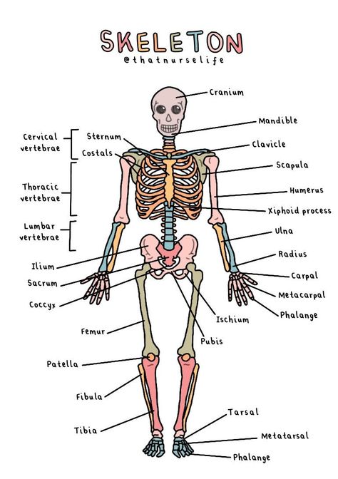 Anatomy Posters, Nursing School Inspiration, Nursing School Essential, School Study Ideas, Medical School Life, Nursing School Motivation, Basic Anatomy And Physiology, Nurse Study Notes, Nursing Student Tips