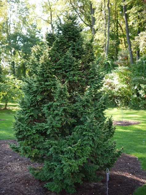 If you can get hemlocks to thrive in your landscape, you'll be the envy of your neighbors, but a hemlock in poor health will only make your home look sad and worn out. This article will help with growing hemlocks. Hemlock Tree, Michigan Gardening, Canadian Hemlock, Shade Garden Plants, Privacy Landscaping, Garden Shrubs, Ornamental Trees, Shade Trees, Tree Care