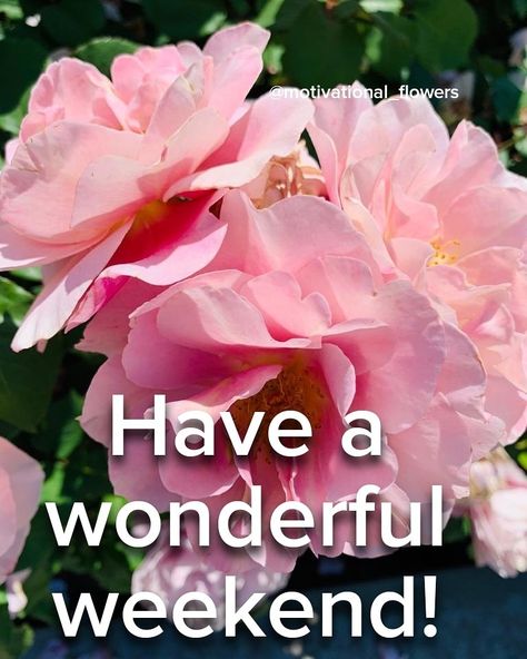 Have a wonderful weekend! Have A Wonderful Weekend, Weekend Greetings, Happy Weekend Quotes, Weekend Quotes, Bon Weekend, Motivational Messages, Happy Weekend, Corporate Gifts, Beautiful Quotes