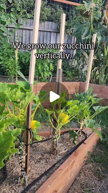 Gardendug: Plant | Bloom | Cultivate | Flourish on Instagram: "🌿 Experience the Vertical Zucchini Revolution - A Space-Saving, Disease-Defying Marvel! 🥒

Elevate your urban garden with zucchini vines climbing upwards, maximizing every inch of your oasis. No more sprawling chaos - just bountiful harvests within easy reach! Enhanced air flow combats fungal woes, while your edible sculptures add an enviable aesthetic accent. Embrace this game-changing technique for prolific homegrown abundance.💥 

Tap the link in our bio to read more. 

		Video by ashs.backyardgarden

#VerticalZucchiniGarden #SpaceSavingGenius #UrbanGardenGoals
#urbangardenoutfitters	
#urbangardenoasis	
#urbangardenph	
#urbangardenprints	
#urbangardenparty	
#urbangardenperu	
#urbangardenproject	
#urbangardenqueen	
#urbanga Vertical Zucchini, Growing Zucchini Vertically, Grow Vertically, Growing Zucchini, Vertical Gardening, Bountiful Harvest, Garden Oasis, Space Saver, Grow Your Own Food