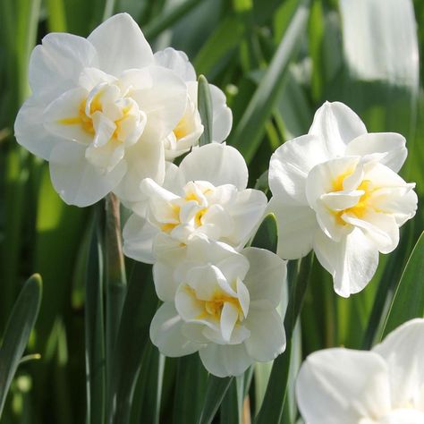 Daffodil Narcissus, Trumpet Lily, Longfield Gardens, Narcissus Flower, Fragrant Garden, Fall Bulbs, Daffodil Bulbs, Sweet Tattoos, Pond Plants