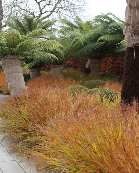 Powis Castle Artemisia, Hakonechloa Macra All Gold, Marcus Barnett, Calamagrostis Arundinacea, Molinia Caerulea, Hakonechloa Macra, Molinia Caerulea Edith Dudszus, Grasses, Horticulture