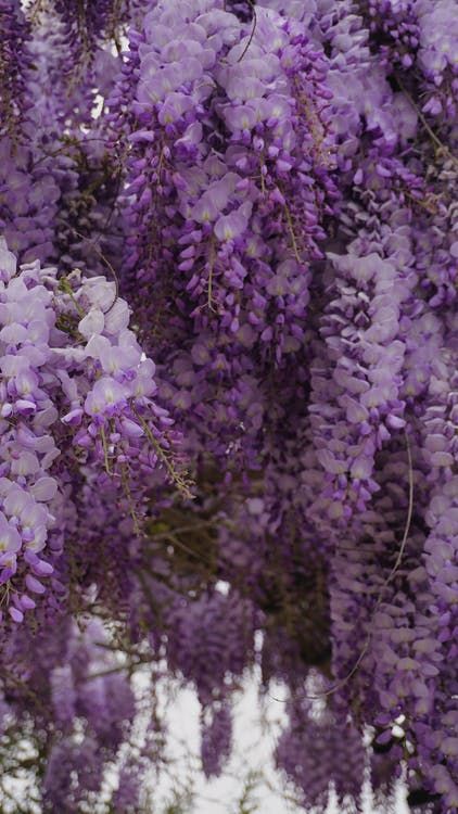 Purple Flowers With Green Leaves · Free Stock Photo 15 Aesthetic, Wisteria Flowers, 13 Birthday, Light Purple Flowers, Purple Wisteria, Iphone Wallpaper Lights, Purple Flowers Wallpaper, Purple Plants, Lavender Aesthetic