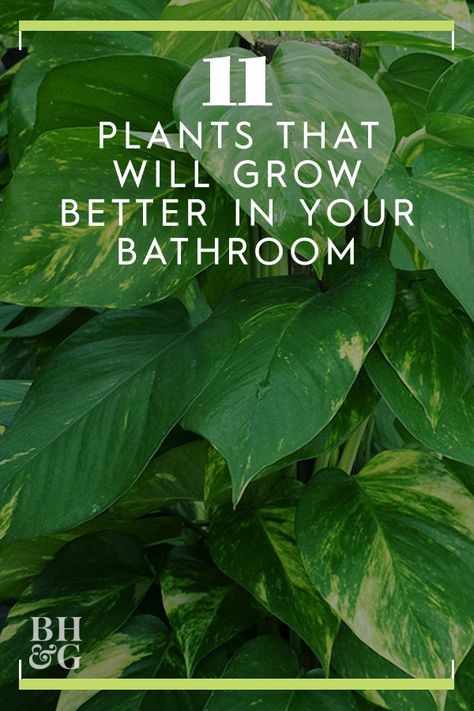 These 11 plants would thrive in your bathroom! #indoorgardening #houseplants #indoorgardening #plantsforthebathroom #tropicalplants #bhg Succulents In Bathroom, Bathroom House Plants, Best Shower Plants, Plant Bathroom Ideas, Plants In Bathroom Ideas, Plants In Shower Ideas, Bathroom Ideas With Plants, Plants In Bathrooms, Bathroom Plants Ideas