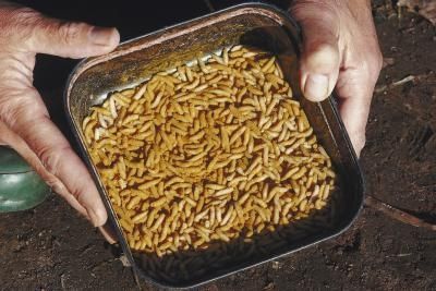 How to Kill Maggots in Dirt Grub Worms, Black Soldier, Bean Plant, Fly Trap, Bountiful Harvest, Garden Pests, Lawn And Garden, Pest Control, Lawn Care