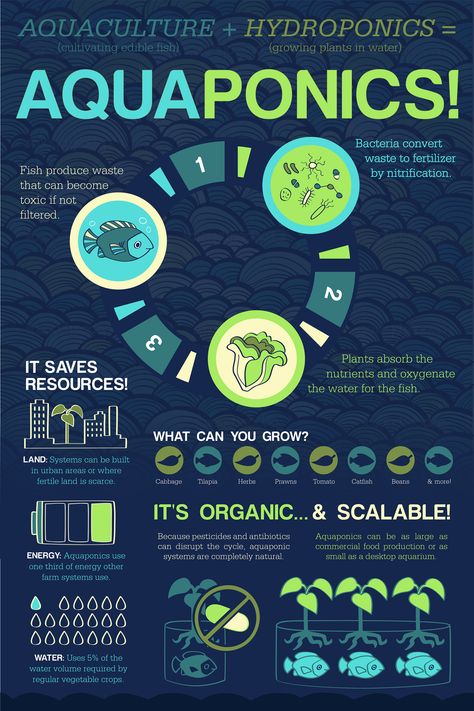 Aquaponics infographic on Behance Aquaponics Greenhouse, Backyard Aquaponics, Aquaponics Diy, Film Technique, Hydroponic Farming, Hydroponics Diy, Aquaponic Gardening, Vertical Farming, Aquaponics System