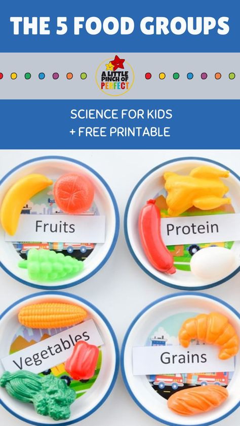 Kids don’t naturally know what is healthy and what isn’t healthy, they just know what tastes good-like candy! A first great step to start introducing food and nutrition is learning how to classify food. Our food groups activity and printable help introduce kids to the 5 food groups, and let’s them practice putting together a balanced meal. It’s simple to do, and is a lot of fun! Food Groups For Kids, 5 Food Groups, Healthy Food Activities, Five Food Groups, Food Lessons, A Balanced Meal, Healthy And Unhealthy Food, Feelings Activities, Nutrition Activities