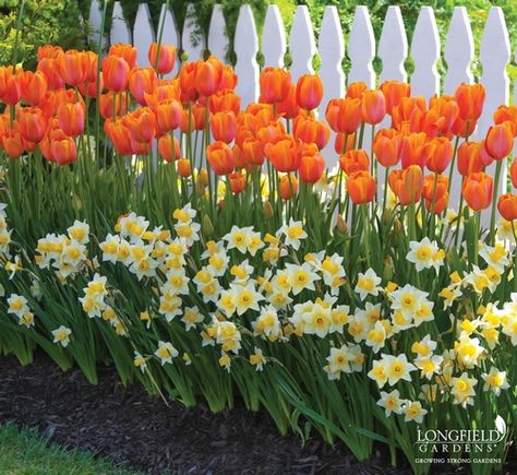 2017: Year of the Daffodil - Golden Echo, Tulip Dordogne (Longfield Gardens) Tulpen Arrangements, Longfield Gardens, Tulips Arrangement, Orange Tulips, Daffodil Bulbs, Tulips Garden, Garden Bulbs, Have Inspiration, Picket Fence