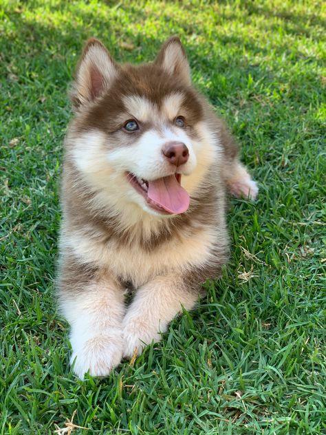 Outdoor Dog House Diy, Insulated Dog House Diy, Diy Large Dog House, Diy Outdoor Dog House, Aesthetic Samoyed, Dog House Plans Diy, Puppy Cute Aesthetic, Build Dog House, Simple Dog House