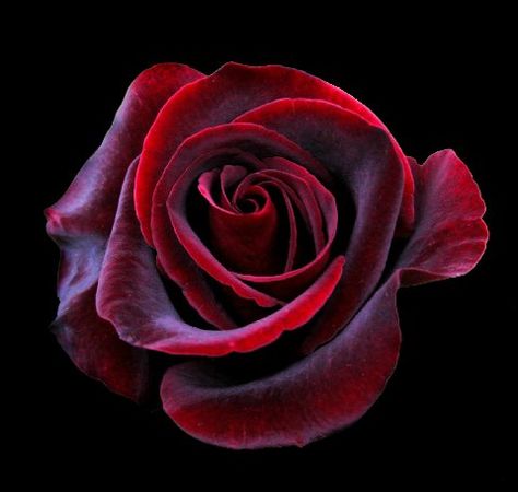 black magic roses. had these in my wedding bouquet. Black Magic Roses, Black Magic, Red Rose, Black Background, Roses, Red, Black