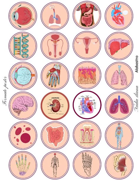 Anatomy Stickers Printable, Anatomy Stickers, Printable Vintage Art, Medical Surgical Nursing, Biology Facts, Human Organ, Medical School Studying, Fashion Illustration Sketches Dresses, Bullet Journal Diy