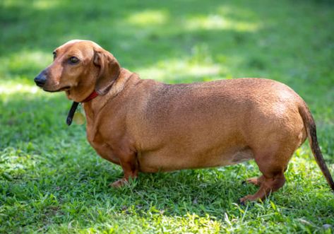 Best Hypoallergenic Dogs, Beagle Breeds, Standard Dachshund, Fat Dogs, Dog Weight, Hypoallergenic Dogs, Put On Weight, Hiking Dogs, Loyal Dogs