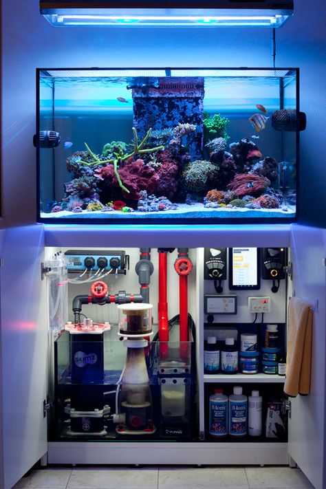 Saltwater Tank Setup, Saltwater Aquarium Setup, Aquarium Sump, Fish Aquarium Decorations, Fish Tank Themes, Wall Aquarium, Cool Fish Tanks, Saltwater Fish Tanks, Reef Tanks