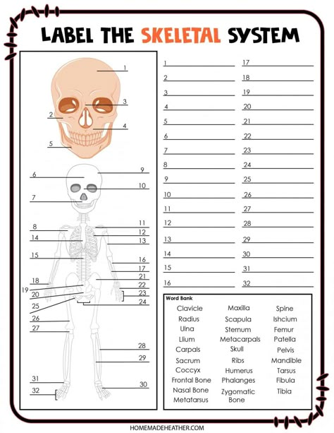 Free Skeletal System Printable Skeletal System Worksheet Free Printable, Skeleton System Project, Anatomy And Physiology Study Printables, Skeletal System Printable, Human Skeleton For Kids, Skeletal System Project, Skeletal System Activities, Mothers Day Activity, Skeletal System Anatomy