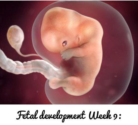 9 weeks⁣ Your baby's basic physiology is in place (she even has tiny earlobes), but there's much more to come. Her embryonic tail has disappeared. She weighs just a fraction of an ounce but is about to start gaining weight fast.⁣ ⁣ Your baby is the size of a grape.⁣ (babycenter.com) ⁣ #fetaldevelopment #dubai #adudhabi #UAE #maternitybags #hospitalbags #labourbags #prepackedmaternitybags #baby #pregnancy #pregnant #pregnantindubai #9months #babybump #givingbirth #dubaimum #mumtobe #hasslefree # 9 Weeks Pregnant Belly, Fetal Development Week By Week, 9 Weeks Pregnant, Baby In Womb, Pregnancy Calculator, Amniotic Fluid, Home Pregnancy Test, Pregnancy Guide, Fetal Development