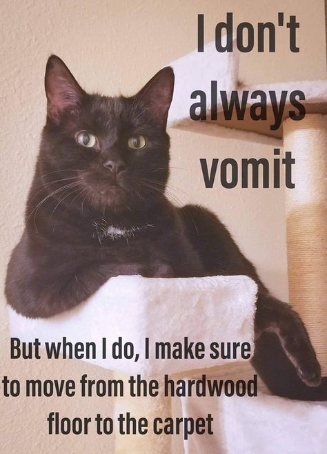 So true! Cat Jokes, Cat Quotes Funny, I Don't Always, A Black Cat, Cat Quotes, Funny Cat Memes, Funny Cat Pictures, Funny Cute Cats, Cat Sitting