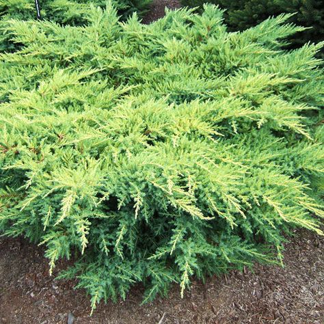 Juniper Shrub, Thuja Orientalis, Conifers Garden, Thuja Occidentalis, Evergreen Shrubs, Types Of Soil, Trees And Shrubs, Cool Plants, Creepers