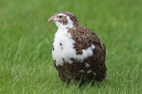 What Do Quails Eat? (Quail Diet List) | Bird Feeder Expert Button Quail, Raising Quail, Grape Apple, Chicken Bird, Quails, List Of Flowers, Hatching Eggs, Egg Laying, Cute As A Button