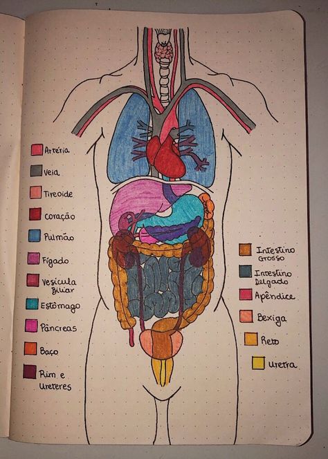 The Human Body Anatomy, Human Body Science, Medical School Life, Nurse Study Notes, Medical Student Motivation, Med School Motivation, Biology Facts, Medical Student Study, Desain Buklet