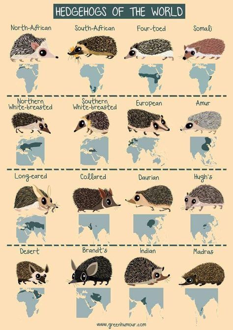 Hedgehogs of the world Types Of Hedgehogs, Hedgehog Care, Landak Mini, Pygmy Hedgehog, Hedgehog Pet, Cute Hedgehog, Animal Facts, Weimaraner, Hedgehogs