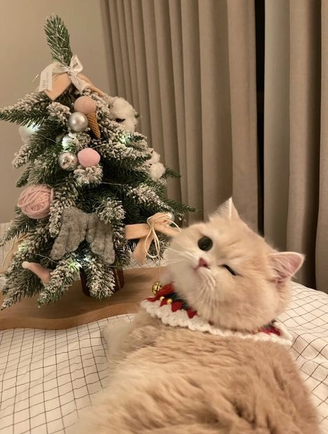 Christmas Cat Aesthetic, Cutest Cats Ever, Orange And White Cat, Soft Kitty Warm Kitty, Cutee Animals, Christmas Dreaming, Cute Little Kittens, Cute Cats Photos, Pets 3