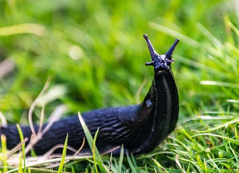 Slugs in the Garden | These Bugs Are Your Garden's Biggest Threats This Spring Giant Slug, Slug Control, Earwigs, Garden Insects, Plant Diseases, Invasive Species, Garden Pests, Slug, Creature Design