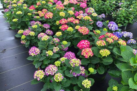 Your Guide to the 'Wee Bit Giddy' Hydrangea | Taste of Home Flower Colouring In, Rose Fertilizer, Big Leaf Hydrangea, Types Of Hydrangeas, Bigleaf Hydrangea, Hydrangea Varieties, Hydrangea Care, Hydrangea Garden, Hydrangea Macrophylla