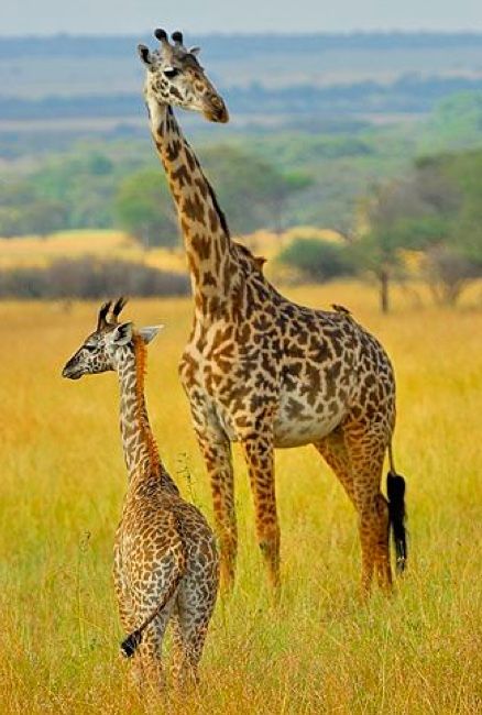 Giraffe cow & calf in Tanzania. Giraffe Pictures, Wild Kingdom, African Wildlife, African Animals, African Safari, Giraffes, The Grass, Animal Planet, Zebras