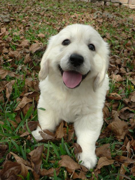 The cutest!! English cream golden retriever named Zoey White Golden Retriever Puppy, English Cream Golden Retriever, Cream Golden Retriever, Golden Retriever Names, Fat Dogs, English Cream, Golden Retriever Funny, Golden Retriever Mix, Golden Puppy