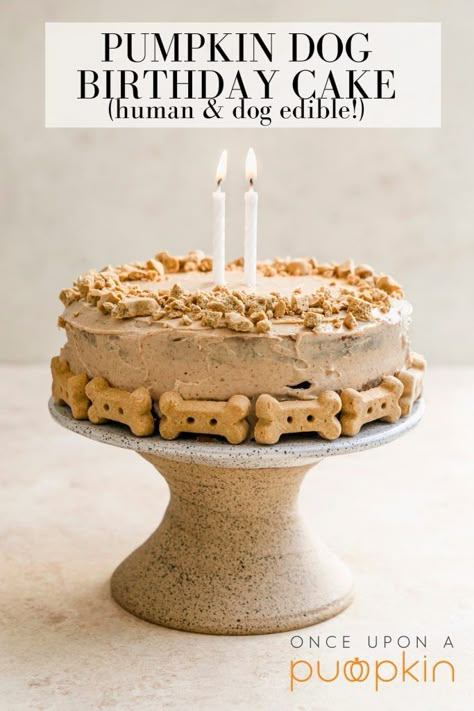 Dog Birthday Cake for Humans and Dogs Pumpkin Dog Cake, Spoiled Dog Cake, Birthday Dog Cake, Homemade Dog Cake, Dog Cake Recipe, Dog Birthday Cake Recipe, Cake For Birthday, Dog Cake Recipes, Dog's Birthday