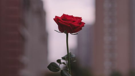 #flower #focus #hand #rose #Flowers. Read more: https://wallpapershd.info/wallpaper-flower-hand-rose-focus-1615814283.html Check more at https://wallpapershd.info/wallpaper-flower-hand-rose-focus-1615814283.html Pc Wallpaper Flowers Desktop Wallpapers, Roses Macbook Wallpaper, Roses Laptop Wallpaper, Rose Computer Wallpaper, Rose Desktop Wallpaper, Rose Aesthetics, Keyboard Background, Hand Rose, Laptop Wallpaper Desktop Wallpapers