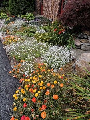 Pennsylvania Garden Ideas, Portulaca Flowers, Northwest Flowers, Marsh Marigold, Fine Gardening, Garden Show, Garden Pictures, Garden Photos, Garden Bed