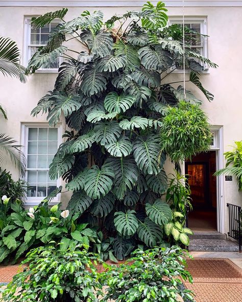 Plants In Urban Spaces on Instagram: “Who’d like a monstera plant like this? 🌿🌿🌴🌴 #downtownplants” Monstera Wall, Small House Garden, Tattoo Plant, Jungle Gardens, Herb Garden Design, Apartment Plants, Vertical Garden Diy, Longwood Gardens, Plant Decor Indoor