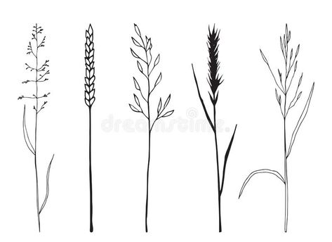 Oat Plant Tattoo, Grass Drawing, Grass Vector, Black Sketch, Slide Presentation, Plant Drawing, Sketch Illustration, Plant Illustration, Free Vector Art