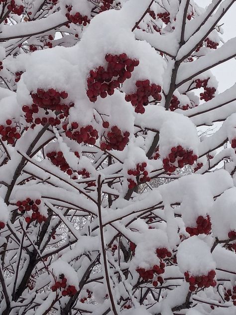 February Weather, Weather Aesthetic, Snow Angels, Winter Aesthetic, Soft Blankets, Animals Friends, Angel, Christmas