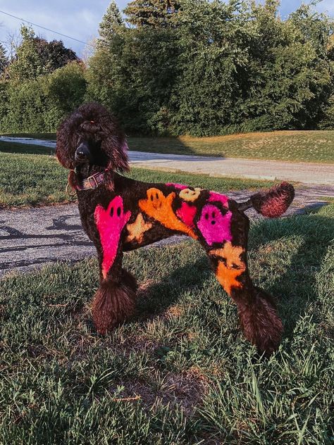 Halloween Dog Dye Ideas, Dog Grooming Aesthetic, Dog Hair Dye Ideas, Funny Reference, Poodle Halloween, Poodle Colors, Dog Hair Dye, Dog Grooming Products, Goldendoodle Grooming