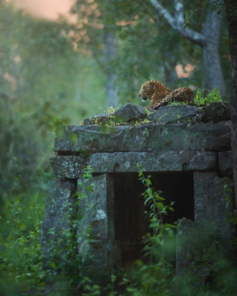 Abandoned Temple, Nat Geo Wild, Jungle Photography, Nat Geo, Wild Life, Nature Images, Jungle Animals, Nature Animals, Beautiful Cats