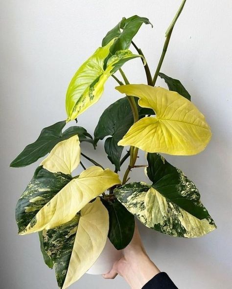 Syngonium Varieties: 15 Common & Rare Types For 2022 Philodendron Plant Varieties, Syngonium Varieties, Syngonium Plant, Arrowhead Plant, Lucky Plant, Plant Goals, Variegated Plants, Starter Plants, Low Maintenance Plants