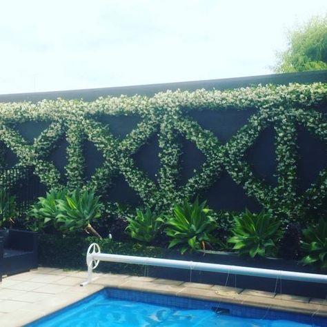 Freshly trimmed Chinese star jasmine espalier. Smells amazing. #glenelgmowing  #5045 #landscapedesign #landscapegardening #westside #yougrowitwetrimit  #espalier #starjasmine #smellsgood  #glenelg Creeper Wall, Creepers Plants, Wall Plants, Chinese Star, Succulent Landscape Design, Succulent Landscaping, Star Jasmine, Garden Vines, Garden Screening