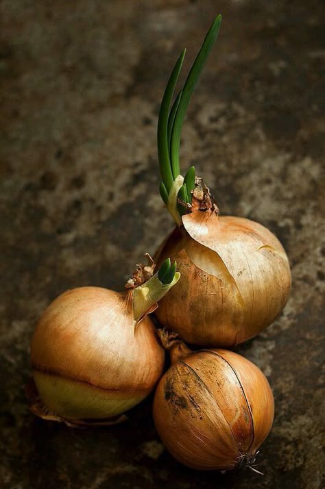 Vegetable Pho, Vegetables Photography, Food Art Photography, Art Fruit, Simple Nutrition, Food Photography Inspiration, Fruit Photography, Still Life Photos, Food Photography Styling