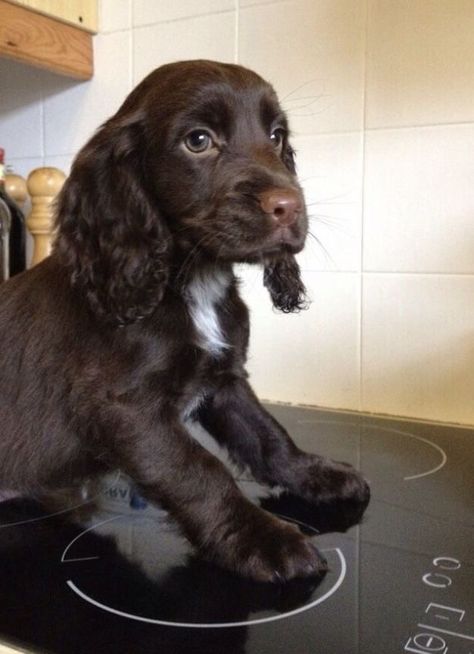 White Cocker Spaniel Puppies, Mini Cavalier King Charles Spaniel, Chocolate Cocker Spaniel Puppies, Crocker Spaniel, Baby Corgi, Cute Corgi Puppy, Corgi Pictures, Funny Corgi, Funny Puppies