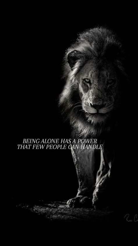 Lawyers Quotes, Lioness Quotes, Fierce Lion, Lion Quotes, Lion Artwork, Lions Photos, Strong Mind Quotes, Amazing Inspirational Quotes, Lion Images