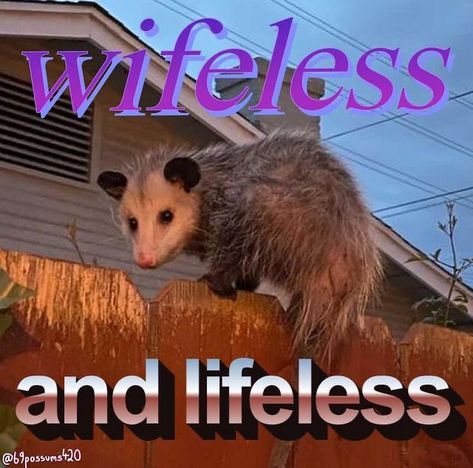 Positive Possum, Silly Possum, Possum Aesthetic, Possum Memes, Possum Funny, Villain Arc, Meme Art, Awesome Possum, Kandi Cuffs